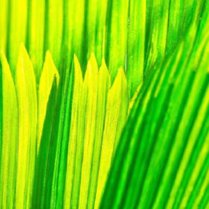 Produção Sustentável das Plantas: Como Equilibrar Rentabilidade e Responsabilidade Ambiental